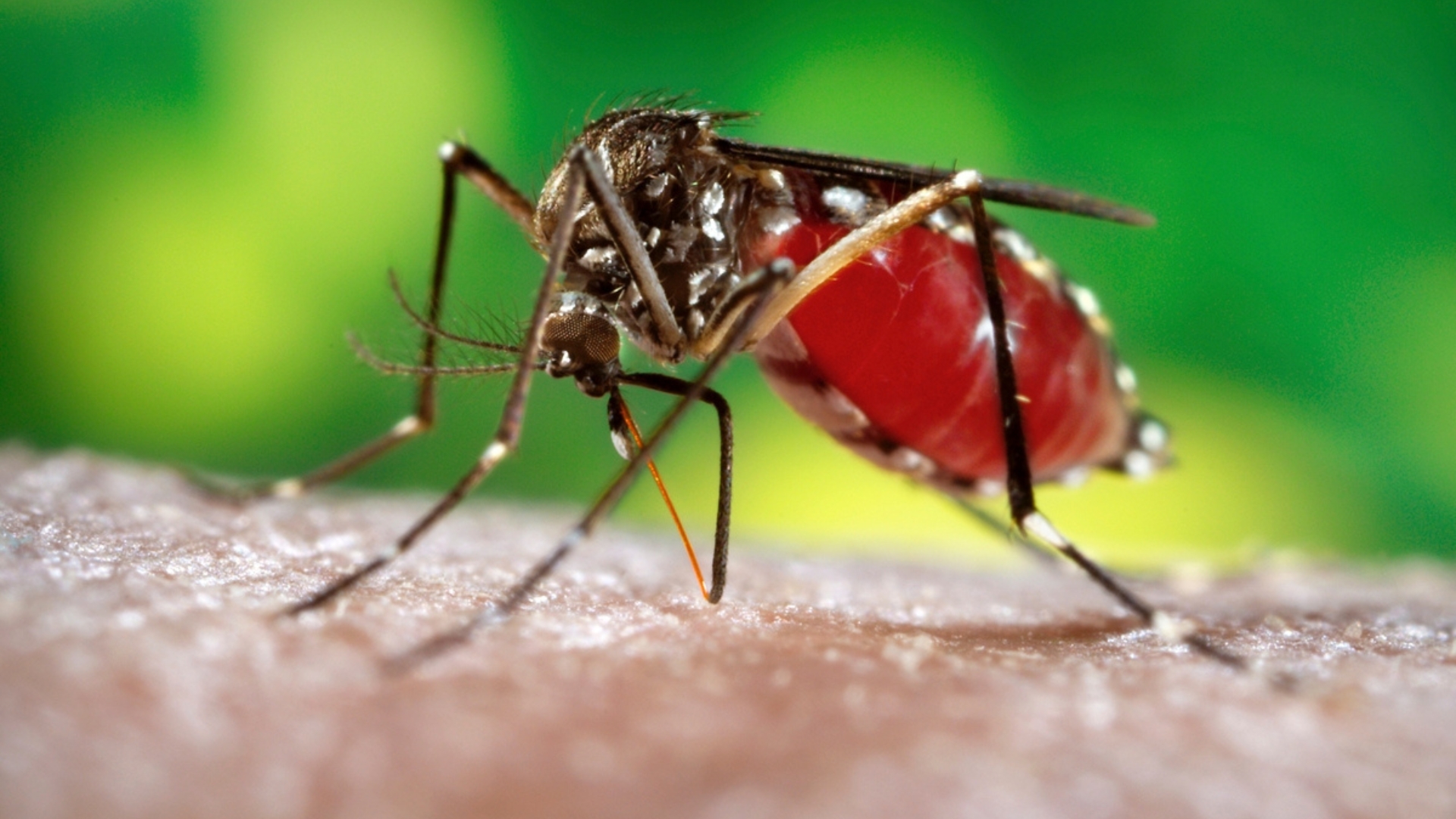 Casos suspeitos de dengue ainda são a maior causa do alto número de atendimentos. A faixa etária mais jovem é a que mais tem procurado a UPA de Araguaína. (Foto: Rawpixel)